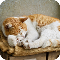 包まって眠る猫