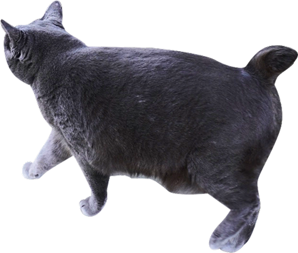 外方を向く黒猫