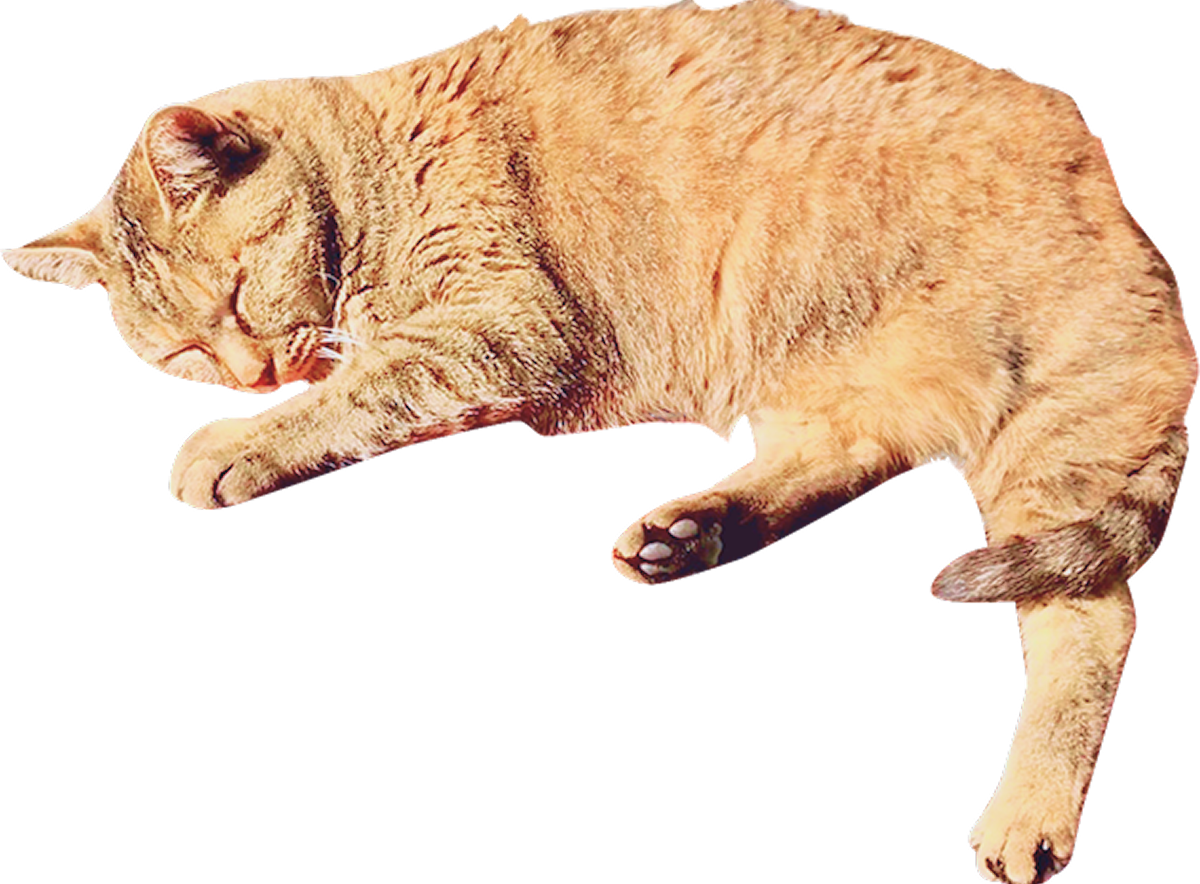 横たわって寝る茶色い猫