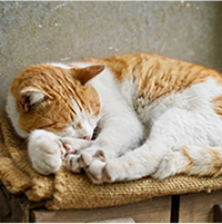 丸まって眠る猫
