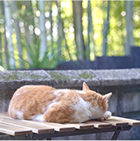 日向ぼっこする猫