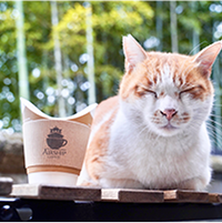 コーヒーカップを見つめる猫