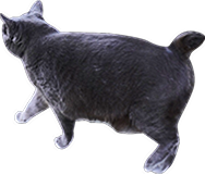 外方を向く黒猫