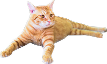 どっしり構える茶猫